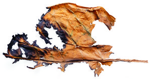 D-(+)-木糖 99%, natural sourced