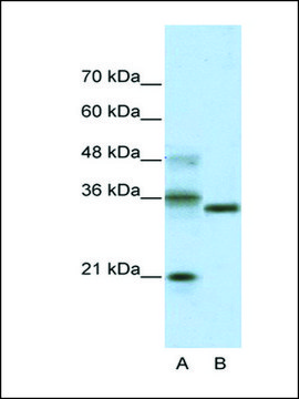 Anti-HES4 (AB2) antibody produced in rabbit IgG fraction of antiserum