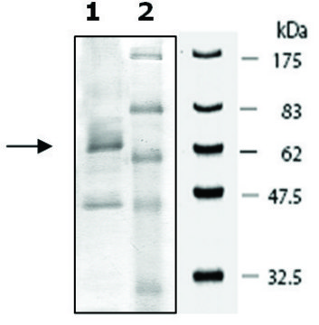 PDE7B active rat recombinant, expressed in baculovirus infected Sf9 cells, &#8805;30% (SDS-PAGE)