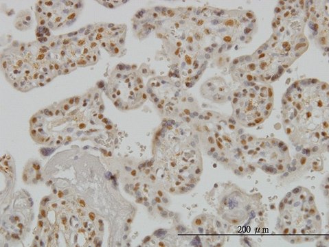 Monoclonal Anti-SMAD3 antibody produced in mouse clone 7F3, purified immunoglobulin, buffered aqueous solution