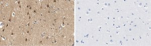 Anti-PEA15 Antibody, clone 2J13 ZooMAb® Rabbit Monoclonal recombinant, expressed in HEK 293 cells