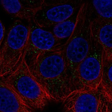 Anti-ACHE antibody produced in rabbit Prestige Antibodies&#174; Powered by Atlas Antibodies, affinity isolated antibody