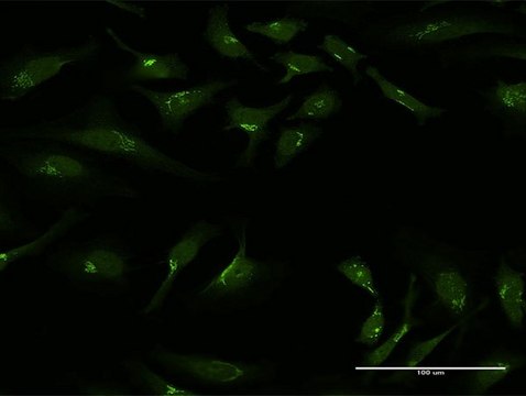 Anti-GOLGA1 antibody produced in rabbit purified immunoglobulin, buffered aqueous solution