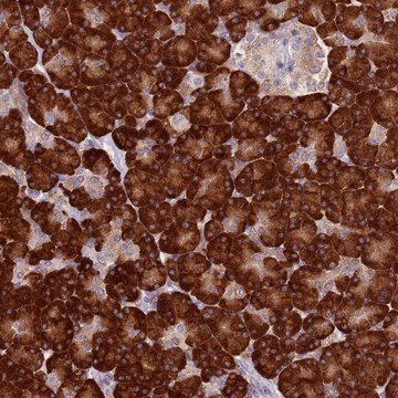 Anti-RPS9 antibody produced in rabbit Prestige Antibodies&#174; Powered by Atlas Antibodies, affinity isolated antibody, buffered aqueous glycerol solution