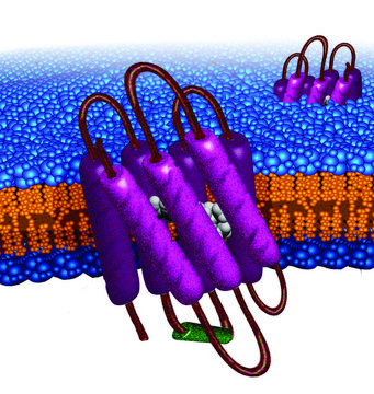 Bacteriorhodopsin from Halobacterium salinarum native sequence, lyophilized powder