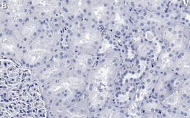 Anti-STX17 Antibody, clone 1B3 ZooMAb® Rabbit Monoclonal recombinant, expressed in HEK 293 cells