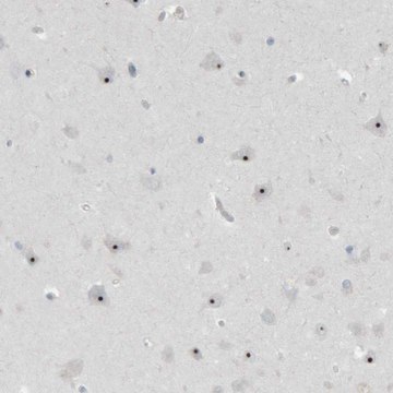 Anti-RPF1 antibody produced in rabbit Prestige Antibodies&#174; Powered by Atlas Antibodies, affinity isolated antibody, buffered aqueous glycerol solution