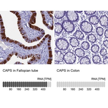 Anti-CAPS antibody produced in rabbit Prestige Antibodies&#174; Powered by Atlas Antibodies, affinity isolated antibody, buffered aqueous glycerol solution