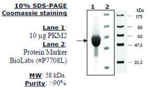 Pyruvate kinase M2 Active from mouse recombinant, expressed in E. coli, &#8805;90% (SDS-PAGE)