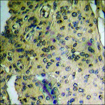 Anti-phospho-Amyloid &#946; A4 (pThr743/668) antibody produced in rabbit affinity isolated antibody