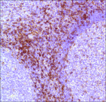 Anti-CD7 antibody, Rabbit monoclonal recombinant, expressed in proprietary host, clone SP94, affinity isolated antibody