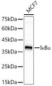 Anti-IκBα Antibody, clone 9H7X4, Rabbit Monoclonal