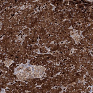 Anti-ALG9 antibody produced in rabbit Prestige Antibodies&#174; Powered by Atlas Antibodies, affinity isolated antibody, buffered aqueous glycerol solution