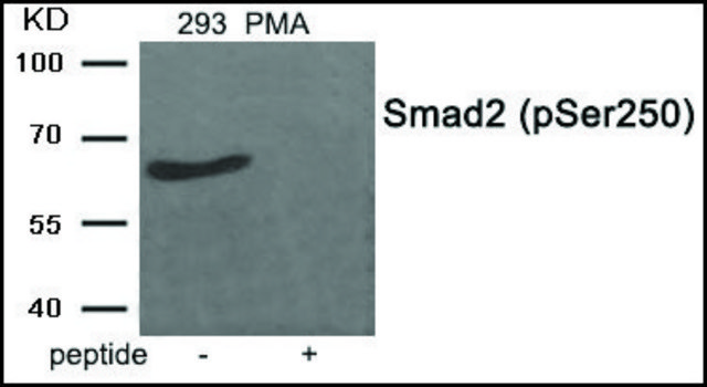 Anti-phospho-Smad2 (pSer250) antibody produced in rabbit affinity isolated antibody