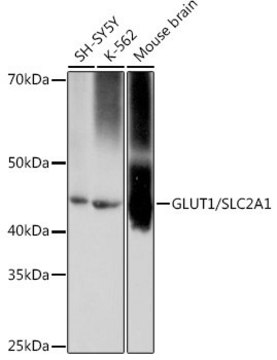 Anti-GLUT1/SLC2A1 antibody produced in rabbit