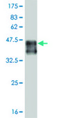 Monoclonal Anti-SMAD9 antibody produced in mouse clone 3E5, purified immunoglobulin, buffered aqueous solution