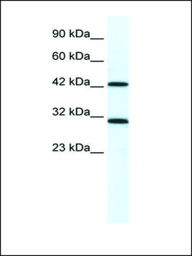 Anti-DDX39 antibody produced in rabbit IgG fraction of antiserum