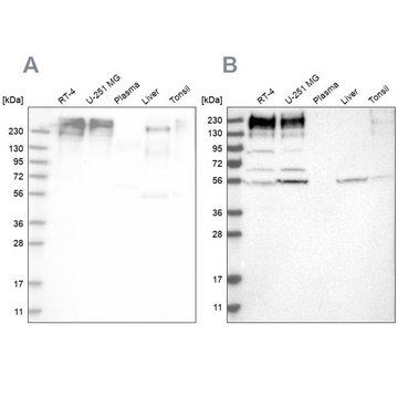 Anti-SON antibody produced in rabbit Prestige Antibodies&#174; Powered by Atlas Antibodies, affinity isolated antibody