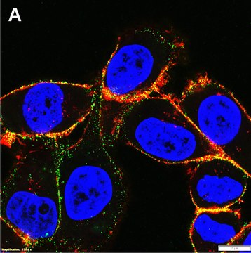 Anti-Integrin &#946;1 Antibody, clone P4C10 ZooMAb&#174; Mouse Monoclonal recombinant, expressed in HEK 293 cells