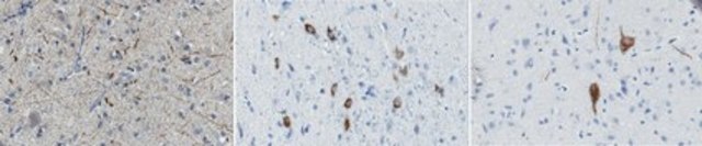 Anti-pro-Orexin Antibody, clone 3H9.3 clone 3H9.3, from mouse