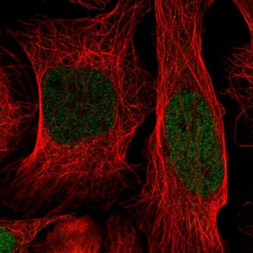 Anti-ID1 antibody produced in rabbit Prestige Antibodies&#174; Powered by Atlas Antibodies, affinity isolated antibody