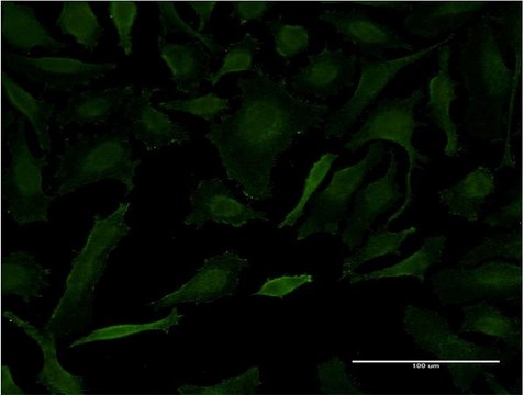 Monoclonal Anti-LETM1 antibody produced in mouse clone 2C6, purified immunoglobulin, buffered aqueous solution