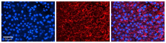 Anti-CCPG1 antibody produced in rabbit affinity isolated antibody