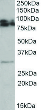 Anti-GPM6A antibody produced in goat affinity isolated antibody, buffered aqueous solution