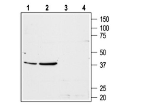 Anti-AT1 Receptor Antibody Chemicon&#174;, from rabbit