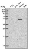 Anti-NPNT antibody produced in rabbit Prestige Antibodies® Powered by Atlas Antibodies, affinity isolated antibody
