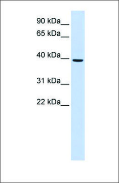 Anti-MOGAT2 antibody produced in rabbit affinity isolated antibody