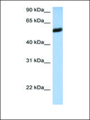 Anti-HLA-F antibody produced in rabbit affinity isolated antibody