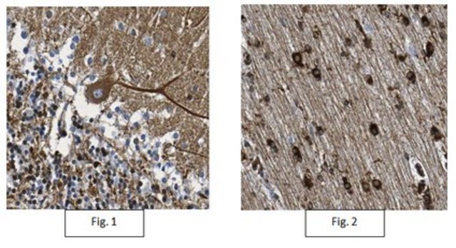 Anti-VAPA Antibody, clone 7E10.1 clone 7E10.1, from mouse