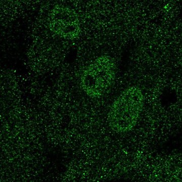 Anti-TAL1 antibody produced in rabbit Prestige Antibodies&#174; Powered by Atlas Antibodies, affinity isolated antibody