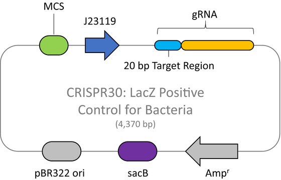 CRISPR LacZ Positive Control plasmid for Bacteria