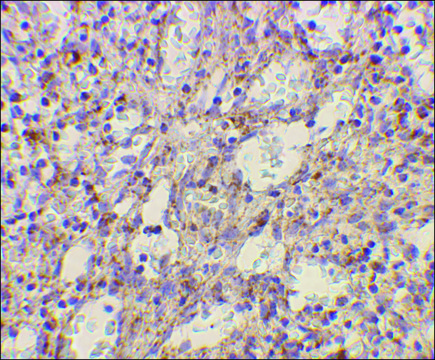 Anti-TLR2 antibody produced in rabbit affinity isolated antibody, buffered aqueous solution