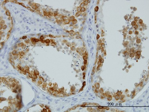 Monoclonal Anti-DAZ1 antibody produced in mouse clone 3G10, purified immunoglobulin, buffered aqueous solution