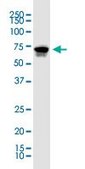 Monoclonal Anti-KLF11, (C-terminal) antibody produced in mouse clone 10D8, purified immunoglobulin, buffered aqueous solution