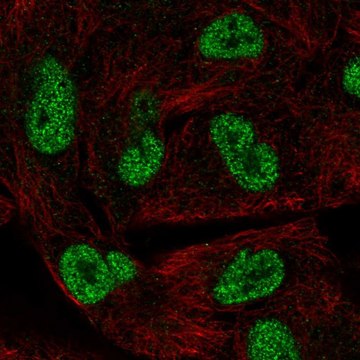 Anti-HORMAD1 antibody produced in rabbit Prestige Antibodies&#174; Powered by Atlas Antibodies, affinity isolated antibody