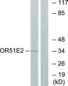 Anti-OR51E2 antibody produced in rabbit affinity isolated antibody