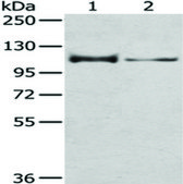 Anti-CASK affinity isolated antibody