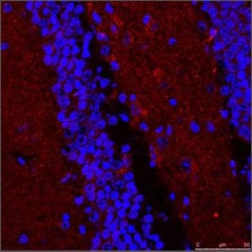 Anti-STUB1, (N-terminal) antibody produced in rabbit affinity isolated antibody