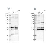 Anti-C9orf78 antibody produced in rabbit Prestige Antibodies® Powered by Atlas Antibodies, affinity isolated antibody, buffered aqueous glycerol solution, Ab3