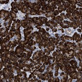 Anti-PRSS16 antibody produced in rabbit Prestige Antibodies® Powered by Atlas Antibodies, affinity isolated antibody, buffered aqueous glycerol solution