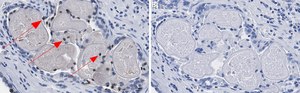 Anti-Phospho-HDAC7-(Ser486) Antibody, clone 3O11 ZooMAb® Rabbit Monoclonal recombinant, expressed in HEK 293 cells