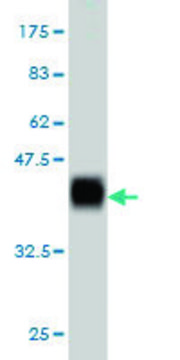 Monoclonal Anti-AZIN1 antibody produced in mouse clone 8B9, purified immunoglobulin, buffered aqueous solution