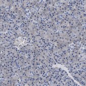 Anti-SEPT4 antibody produced in rabbit Prestige Antibodies® Powered by Atlas Antibodies, affinity isolated antibody, buffered aqueous glycerol solution, Ab1