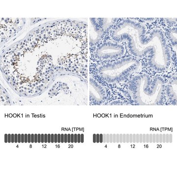 抗-HOOK1 兔抗 Prestige Antibodies&#174; Powered by Atlas Antibodies, affinity isolated antibody, buffered aqueous glycerol solution, Ab1