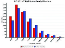 Anti-BPI (61-75) antibody produced in rabbit IgG fraction of antiserum, buffered aqueous solution