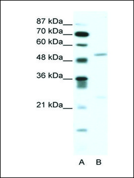 抗-BRD9 兔抗 IgG fraction of antiserum